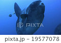 Sunfish 19577078