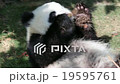 Panda China 19595761