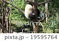 Panda China 19595764