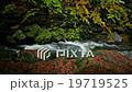 Stream in Autumn Forest with Fallen Leaves 19719525