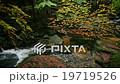 Stream in Autumn Forest Serene Scenery in Poland 19719526