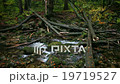 Creek with Fallen Trees in the Forest 19719527
