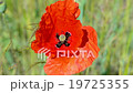 red poppy flower closeup waving on the wind,summer 19725355