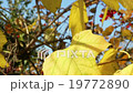 yellowing leaves of viburnum   19772890