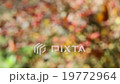 Barberry bushes on a sunny autumn day 19772964