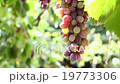Pink grapes hanging on the vine, Ukraine. 19773306