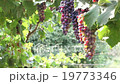 Pink grapes hanging on the vine, Ukraine. 19773346