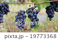In the fields of Ukraine ripe dark grape. 19773368
