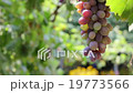 Pink grapes hanging on the vine, Ukraine. 19773566