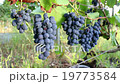 In the fields of Ukraine ripe dark grape. 19773584
