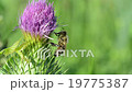 Bee on a thistle flower. 19775387