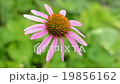 Echinacea flower close-up. 19856162