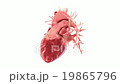 human internal  organs rotation 360, loop 19865796
