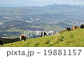 Green valley with cows and ocean on San Miguel 19881157