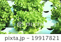 hydroponic plantation 19917821