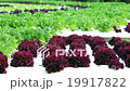 hydroponic plantation 19917822