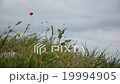 Wild flowers 19994905