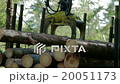 Feller Buncher loads tree trunks in forest 20051173