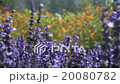 lavender 20080782