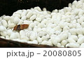 The silk cocoon, nesting of the silkworm. 20080805