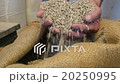 traditional german baker checking wheat grains 20250995
