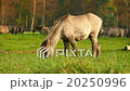 young wild horses grazing DOF 11740 20250996