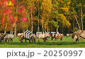 wild horses grazing in colorful autumn 11741 20250997