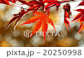 amur maple acer ginnala in autumn 11742 20250998