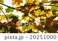 sun shining through autumn maple leaves HQ slow mo 20251000