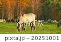 young wild horses grazing in autumn 11745  20251001