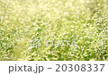 Tall grass in the wind, sunlight 20308337
