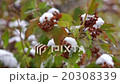 Snow covered bushes  20308339