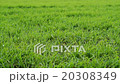 Short green grass  20308349