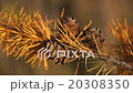 Larch branch with cones 20308350