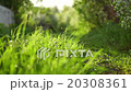 Blurred grass background  20308361