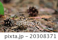 Few spruce cones on the ground 20308371