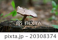 Mushroom, growing on a tree trunk   20308374