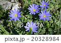 Wild flowers 20328984