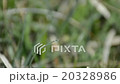 Dew on grass 20328986