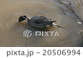 Search duck duck 20506994
