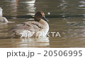 A duck doing the feathers 20506995