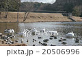 Swans and ducks resting feathers at the waterside 01 20506996
