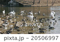 Swans and ducks resting feathers at the waterside 02 20506997