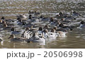 A group of ducks resting wings at the water's edge 20506998