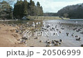 Swans and ducks resting wings at the water's edge 03 20506999