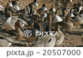 A group of ducks resting feathers 20507000
