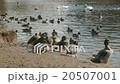 Duck of a waterside resting feathers 20507001