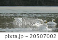 Swans are winging down 20507002