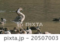 Flock of flying squirrel and duck 20507003
