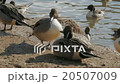 A fight fighting duck duck's beaks 20507009